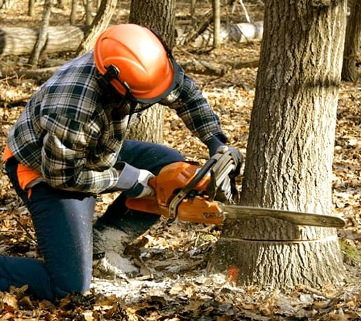 Tree Removal in Oakville, CT